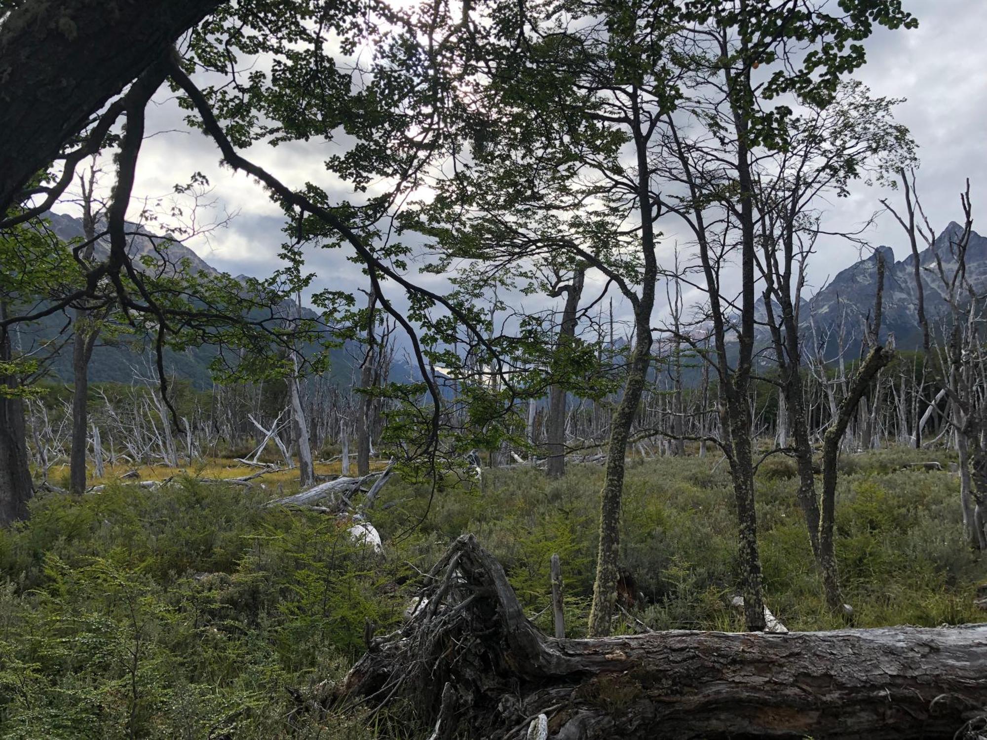 Mirando Al Canal Ushuaia Dış mekan fotoğraf
