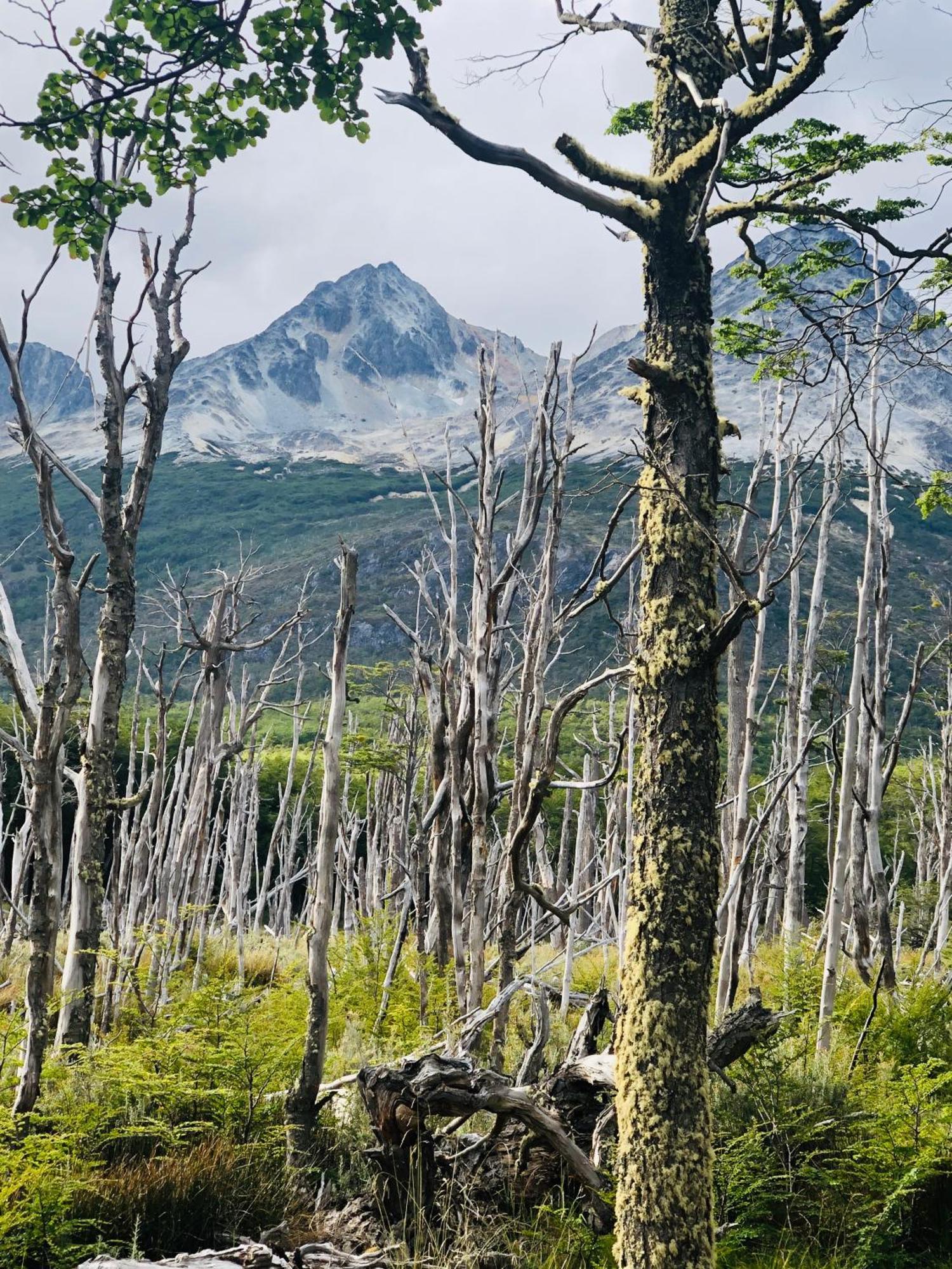 Mirando Al Canal Ushuaia Dış mekan fotoğraf